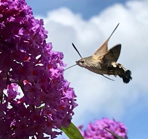 Die Natur bietet was gebraucht wird Im Angebot der Natur