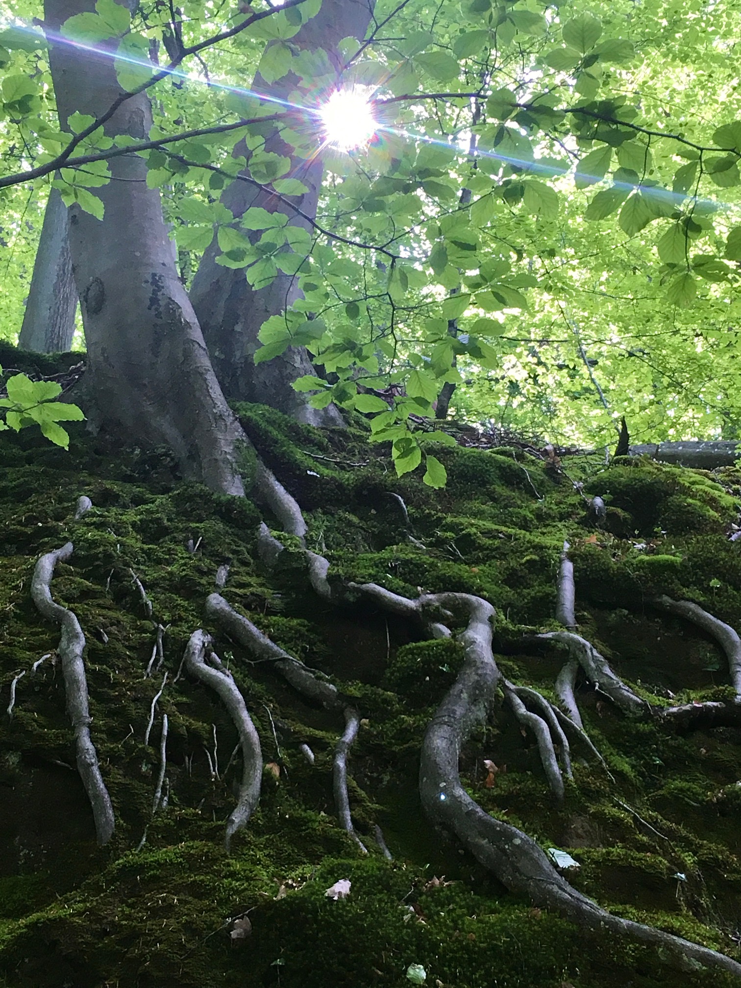 Ullij 2021 Magie des Waldes Endlich aufatmen und durchatmen